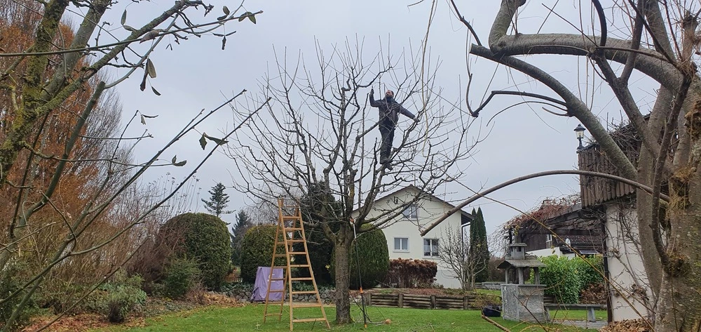 Warum professioneller Winterschnitt so wichtig ist - Winterschnitt in Winterthur