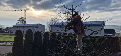 Winterschnitt - Impressionen unserer Arbeit