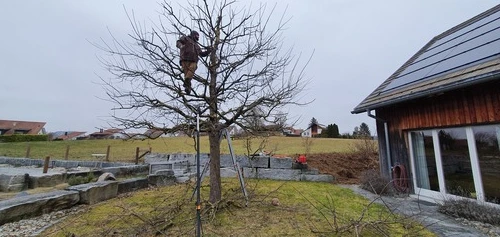 Winterschnitt - Impressionen unserer Arbeit